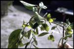 leaf and fruit